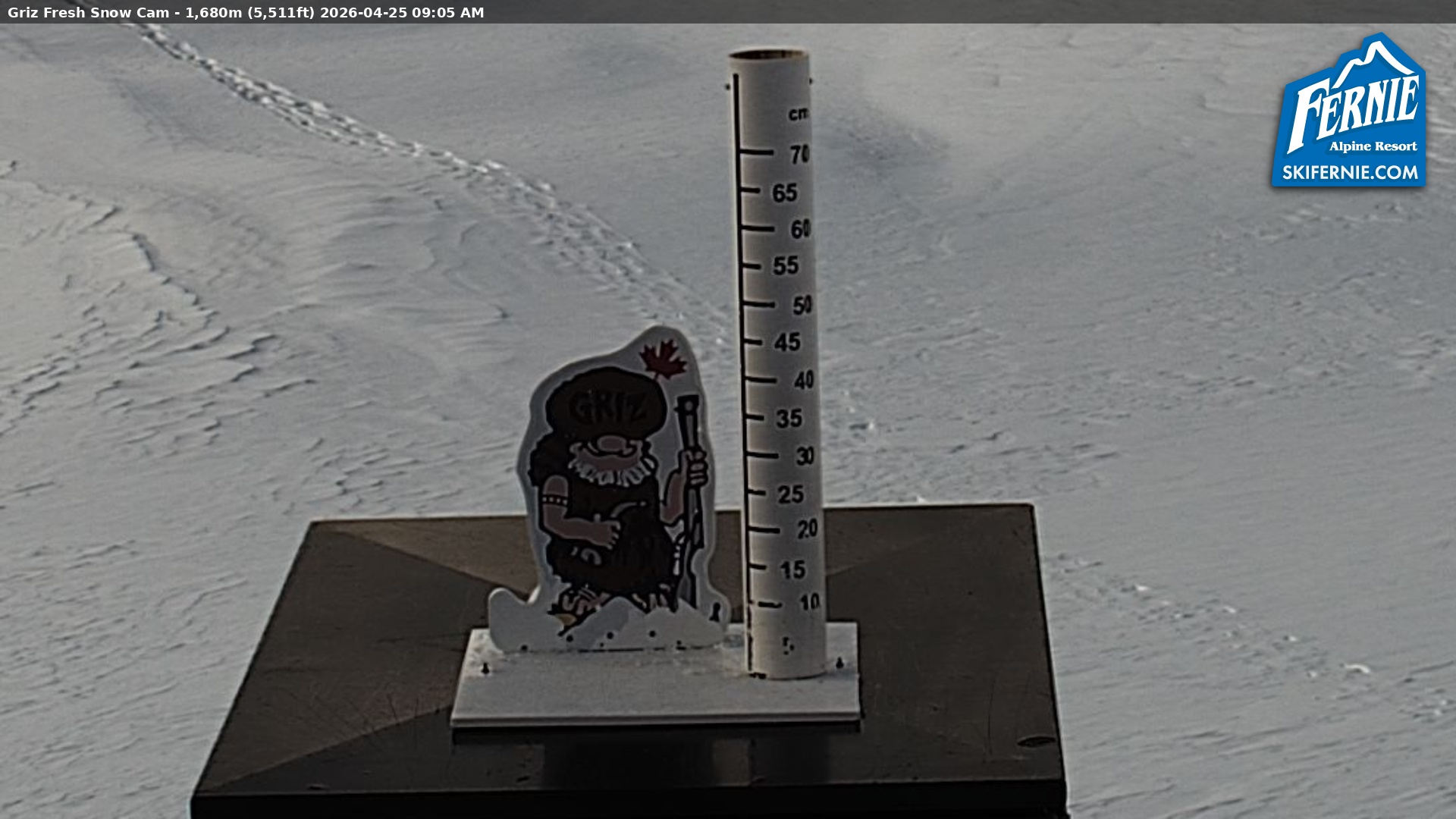 Griz Cam